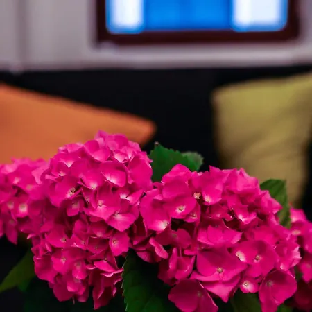 Comfort & Style - Kiseleff - Arcul De Triumf - Apartment Bucharest