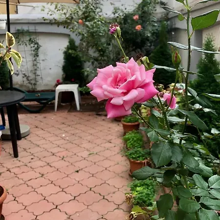 Comfort & Style - Kiseleff - Arcul De Triumf - * 布加勒斯特